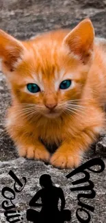 Cute ginger kitten with blue eyes on a stone path.