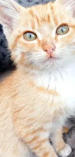 Cute ginger kitten with green eyes portrait.