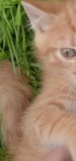 Ginger kitten lying in vibrant grass.