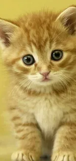 Adorable ginger kitten with big eyes on a light yellow background.