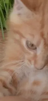 Adorable ginger kitten lying in fresh green grass.