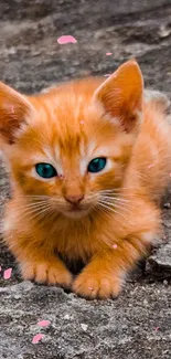 Adorable ginger kitten resting on a stone slab.