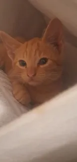 Adorable ginger kitten nestled in white cloth.