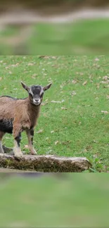 Cute baby goat standing in a lush green pasture with soft light.