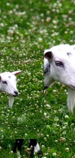 Cute goat standing in lush green meadow full of small flowers.