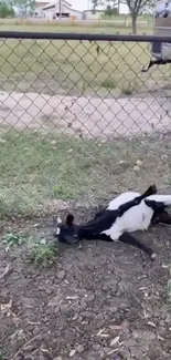 Adorable goat resting in a grassy field behind a fence.