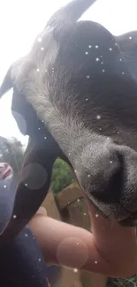 Close-up of a goat with a magical bokeh effect on mobile wallpaper.