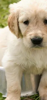 Adorable golden retriever puppy sitting in grassy backyard.