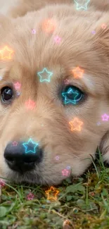 Golden retriever puppy lying on green grass.