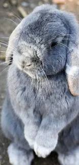 Gray bunny sitting upright with soft fur, on a textured surface.