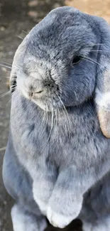 Adorable gray bunny sitting calmly on the ground.