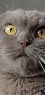 Close-up view of a cute gray cat with golden eyes.