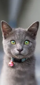 Gray cat with green eyes and pink bell collar.