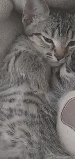 Cute gray kitten resting on a soft blanket, perfect for a mobile wallpaper.