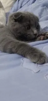 Gray kitten lounging on light blue bedding.