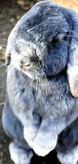 Mobile wallpaper with a cute gray rabbit standing upright.