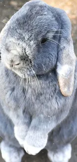 Adorable gray rabbit with fluffy fur in natural lighting.