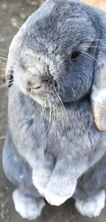 Adorable fluffy grey bunny mobile wallpaper.