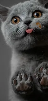 Cute grey cat licking a glass surface with visible paws.