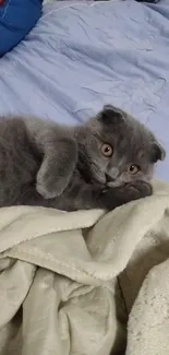 Adorable grey kitten resting on a cozy blanket.