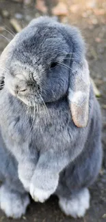 Adorable grey rabbit standing with ears down on a natural background.