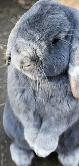 Adorable grey rabbit with fluffy fur on a mobile wallpaper.