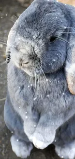 Adorable grey rabbit with sparkling foreground on a mobile wallpaper.