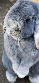 Cute grey rabbit standing on natural ground wallpaper.