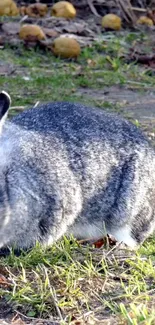 Grey rabbit on grass with a natural background.