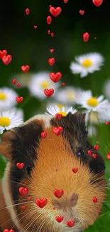 Guinea pig with hearts and daisies on a green field wallpaper.