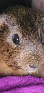 Cute guinea pig snuggling close with purple backdrop.