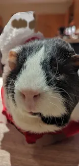 Close-up of a guinea pig in festive attire on a cozy background.