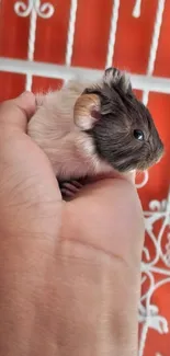 Hand holding a cute guinea pig against a salmon background.