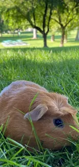 Adorable guinea pig in a sunny park with lush green grass.