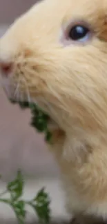 Guinea pig enjoying greens on a mobile wallpaper.