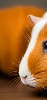 Adorable guinea pig with vibrant orange fur perfect for a cute phone wallpaper.