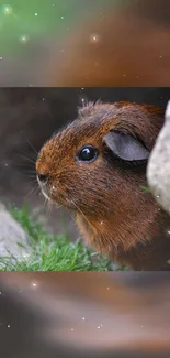 Curious guinea pig peeking between rocks in nature scene.