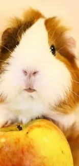 Cute guinea pig with apple wallpaper for phones.