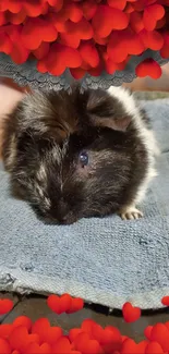 Guinea pig wallpaper with red hearts and blue towel background.