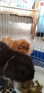 Two adorable guinea pigs inside a cage with food dish.