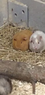 Three guinea pigs in a straw-filled pen, cozy and cute setting.