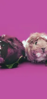 Two cute guinea pigs on a pink background.