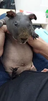 Hairless guinea pig being held close-up in cozy setting.