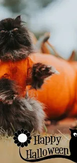 Fluffy cat in orange sweater with pumpkins on a lawn.