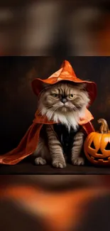 Cat wearing a witch costume with pumpkin on Halloween.