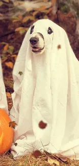 Three dogs in ghost costumes with a carved pumpkin in autumn.