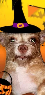 Adorable dog in a witch hat with Halloween pumpkins.