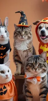 Cute pets in Halloween costumes with pumpkins.