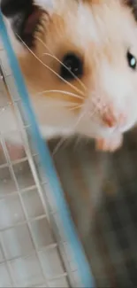 Close-up of a curious hamster behind cage bars.