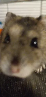 Close-up of an adorable hamster with bright eyes, perfect for wallpaper.